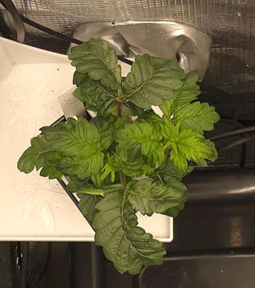 GDP R XD. Week 4
