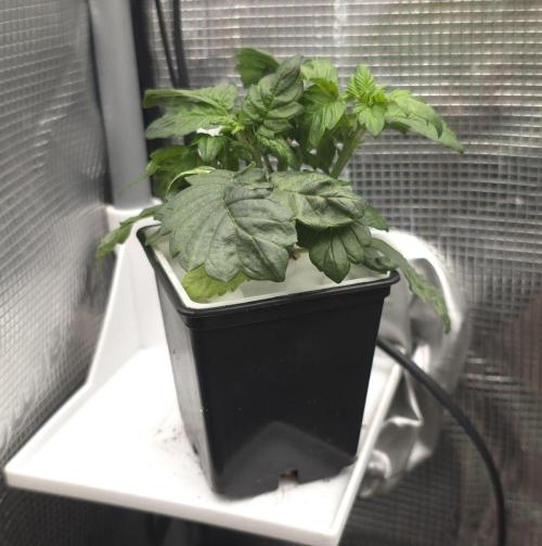 GDP R XD. Week 4