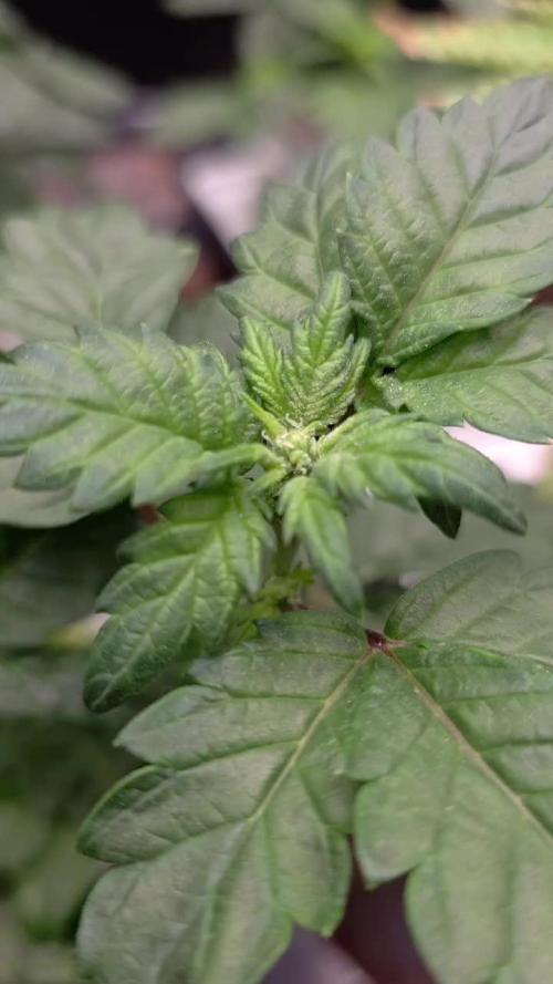 Durban Poison