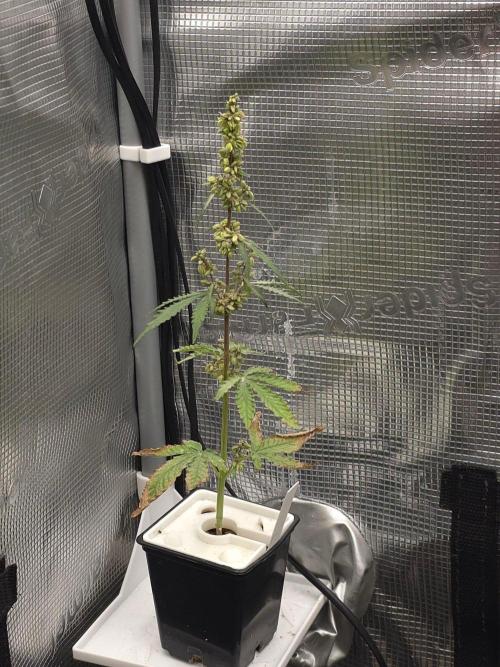 Durban Poison. Week 5