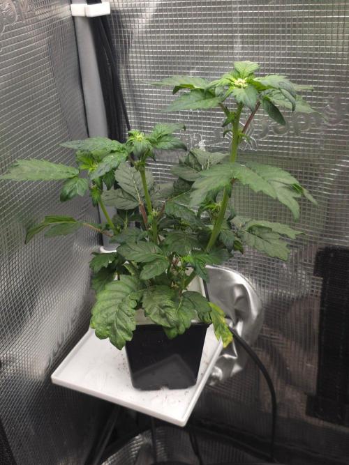 GDP R XD. Week 5