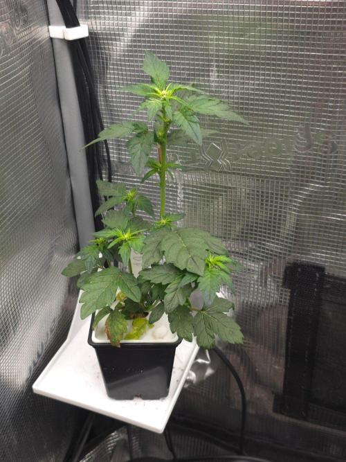 GDP R XD. Week 5