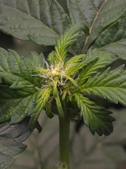 GDP R XD. Week 5