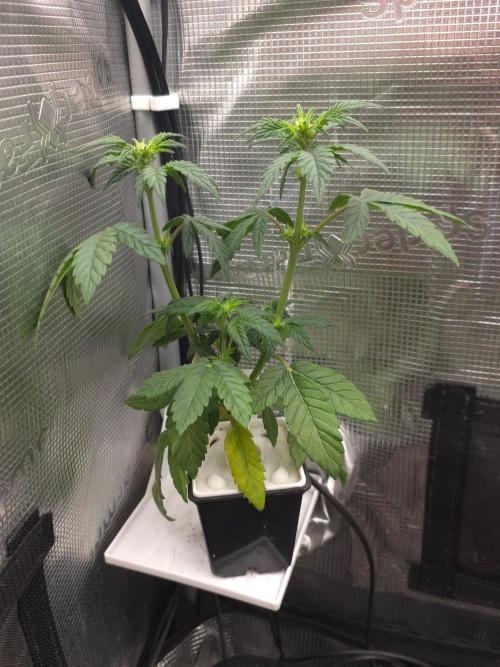 Blueberry Gasoline. Week 4