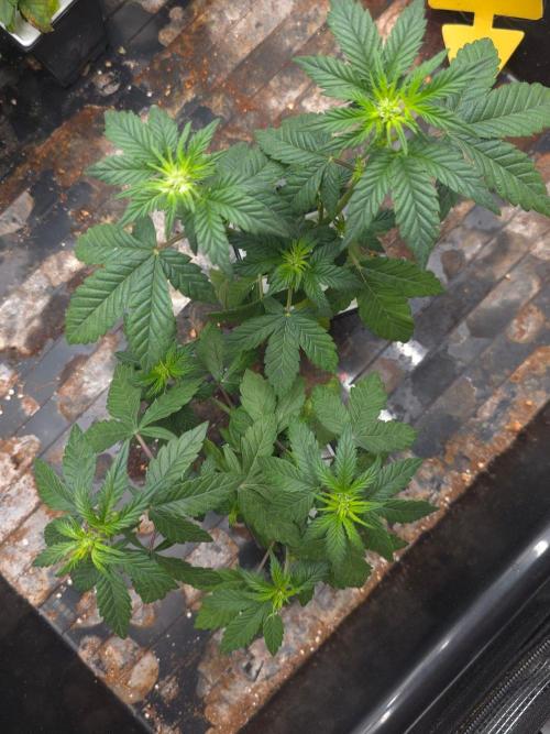 Blueberry Gasoline. Week 4