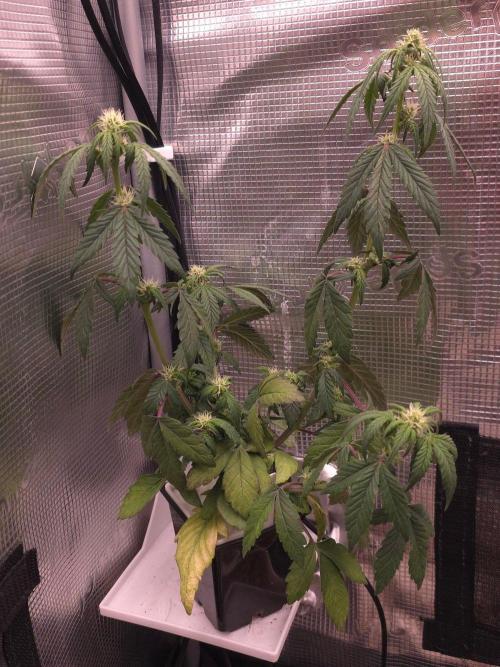 Blueberry Gasoline. Week 5
