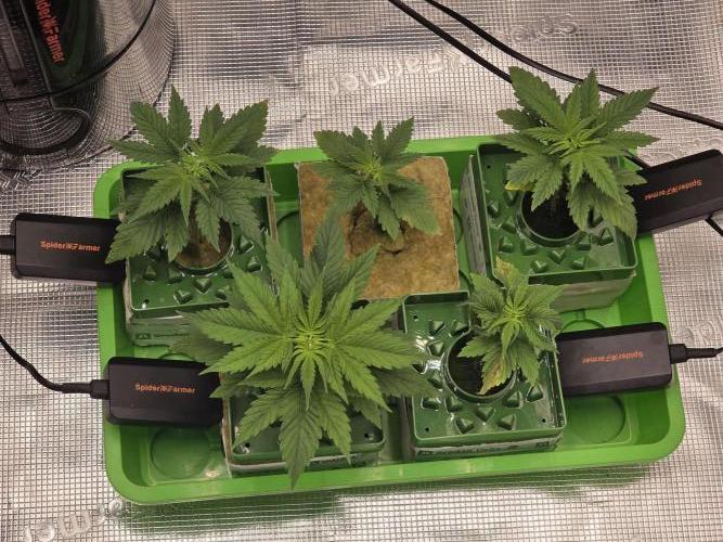 💩 pheno hunt 2. Week 2