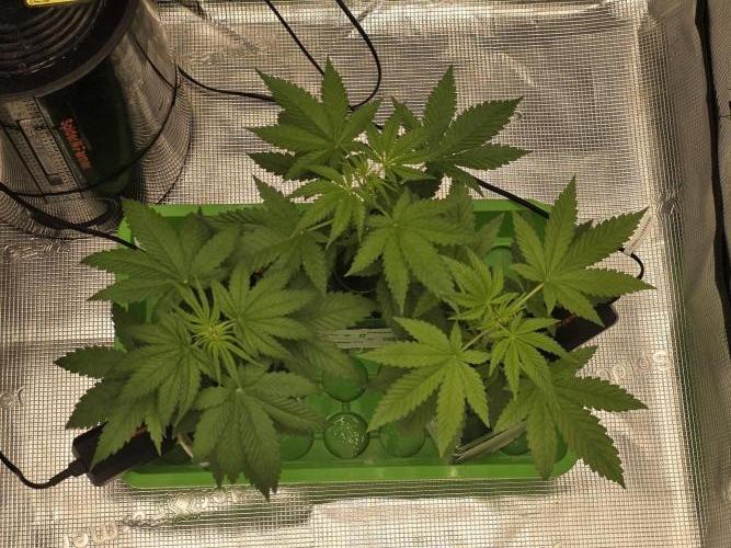 💩 pheno hunt 2. Week 3
