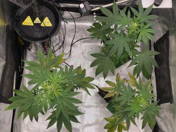 💩 pheno hunt 2. Week 5