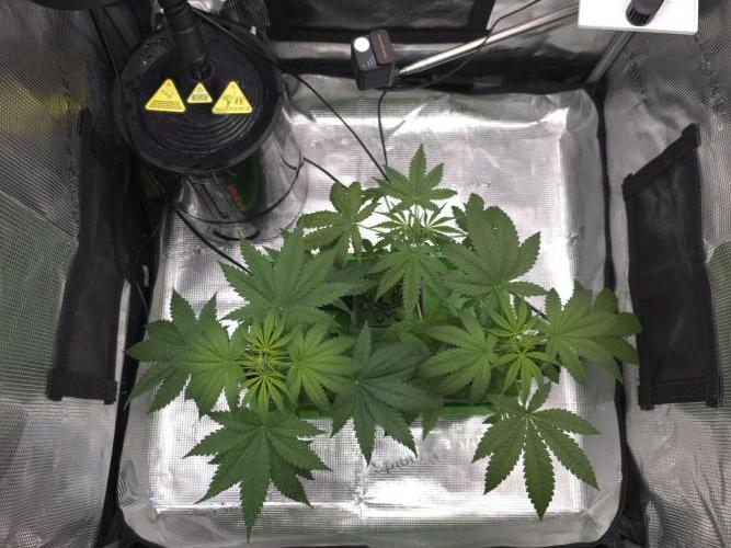 💩 pheno hunt 2. Week 4