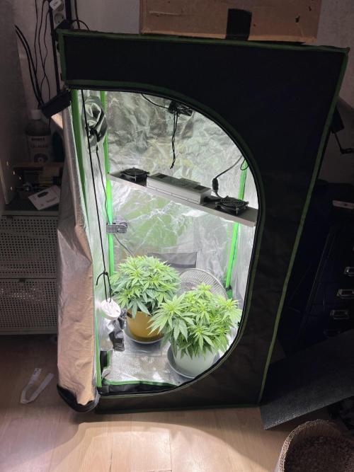 Speedy Chile Mini PC Grow. Week 5