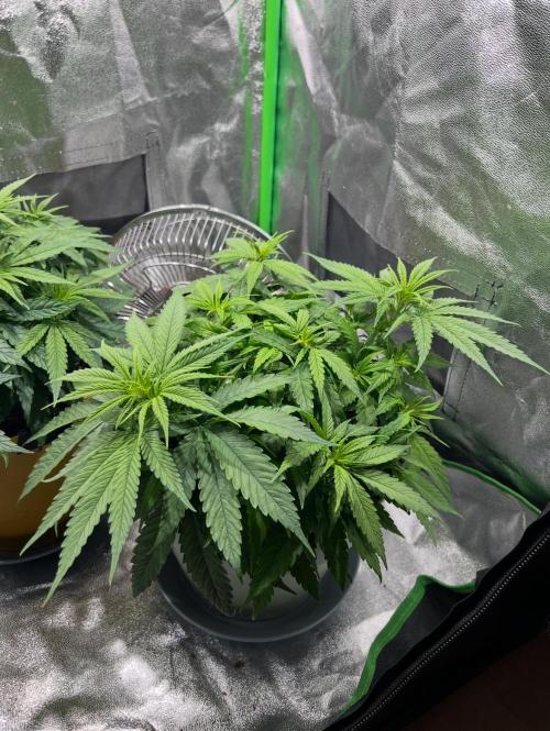 Speedy Chile Mini PC Grow. Week 5