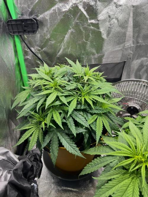 Speedy Chile Mini PC Grow. Week 5