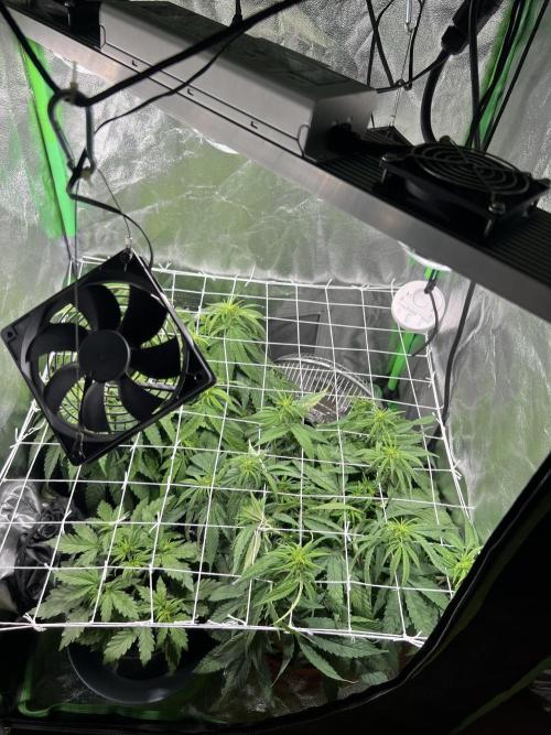 Speedy Chile Mini PC Grow. Week 6