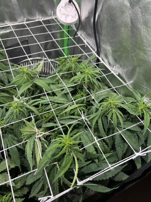 Speedy Chile Mini PC Grow. Week 6