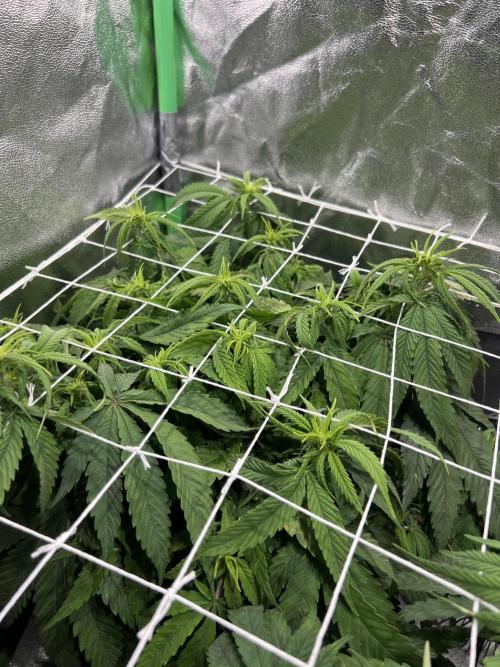 Speedy Chile Mini PC Grow. Week 6