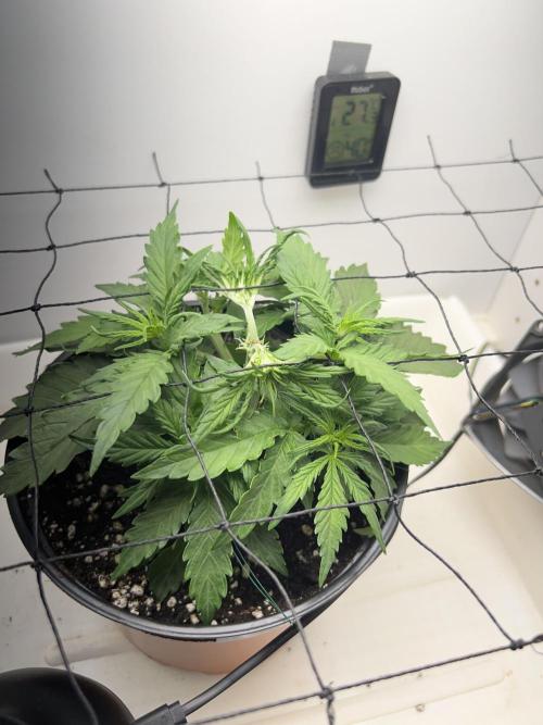 Sus SeedSupplier Test Wild Thai Auto. Week 3