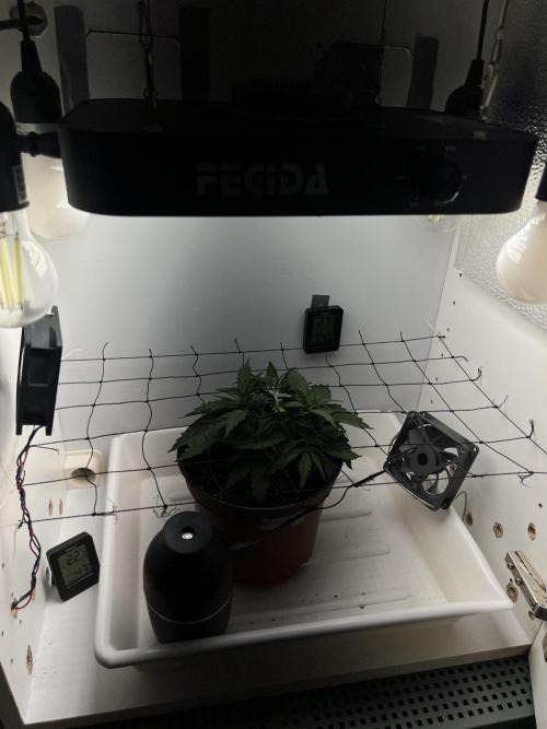 Sus SeedSupplier Test Wild Thai Auto. Week 3