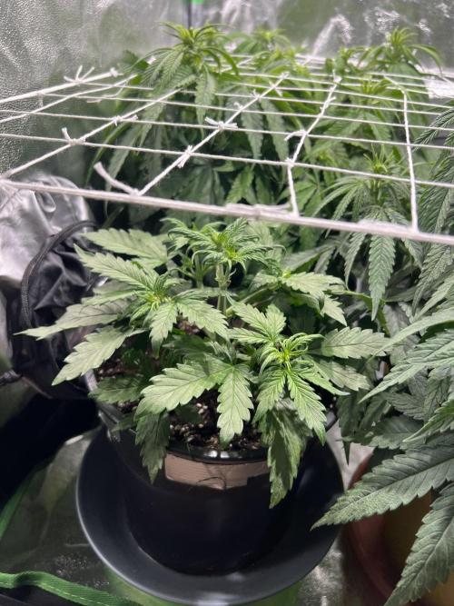 Sus SeedSupplier Test Wild Thai Auto. Week 3