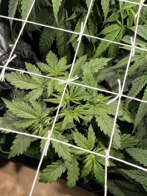 Sus SeedSupplier Test Wild Thai Auto. Week 3