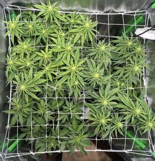 Speedy Chile Mini PC Grow. Week 7