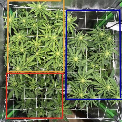 Speedy Chile Mini PC Grow. Week 7