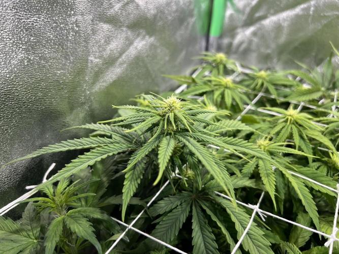 Speedy Chile Mini PC Grow. Week 7