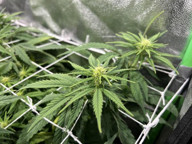 Speedy Chile Mini PC Grow. Week 7