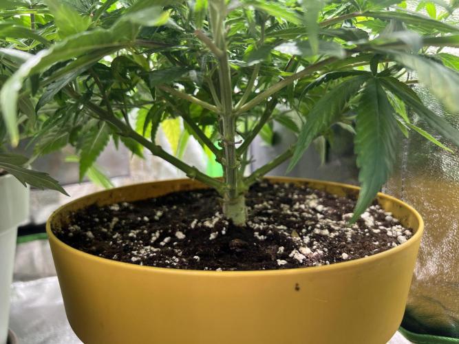 Speedy Chile Mini PC Grow. Week 7