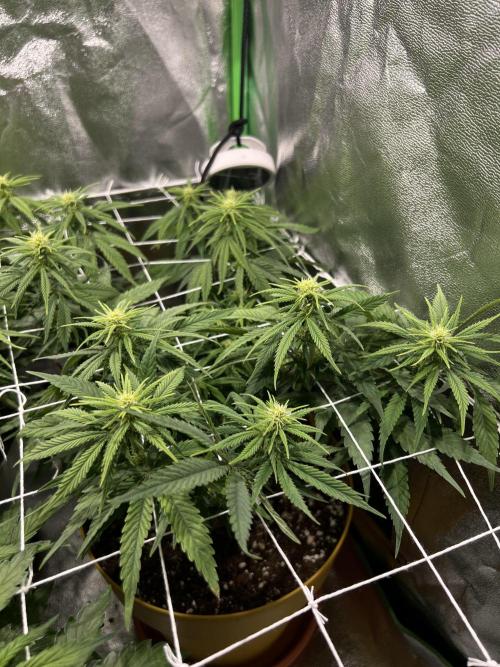 Speedy Chile Mini PC Grow. Week 7