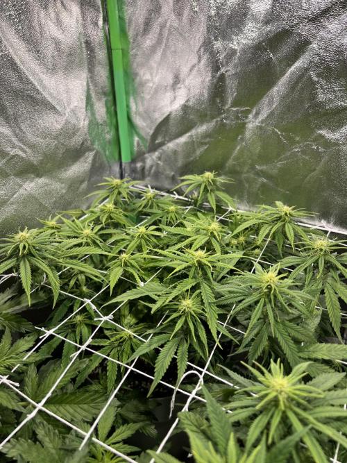 Speedy Chile Mini PC Grow. Week 7