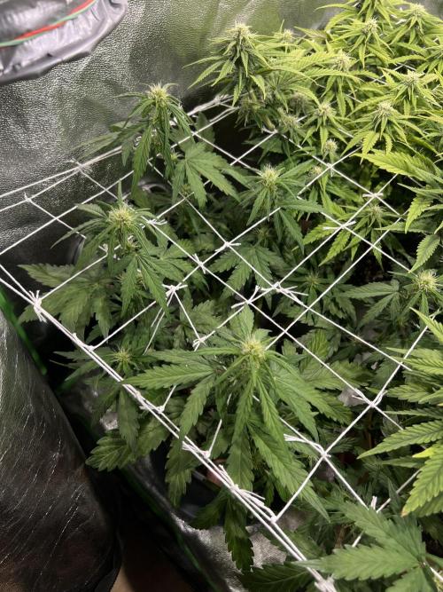 Sus SeedSupplier Test Wild Thai Auto. Week 6