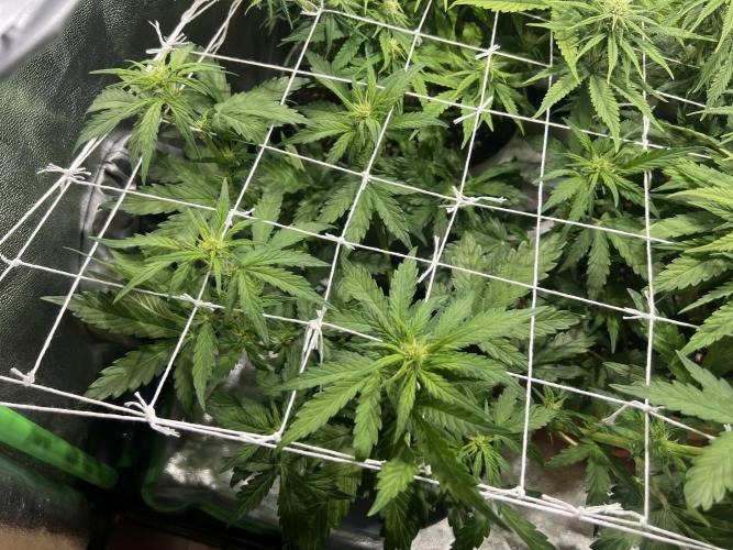 Sus SeedSupplier Test Wild Thai Auto. Week 6