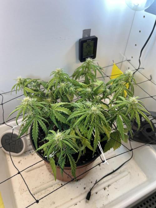 Sus SeedSupplier Test Wild Thai Auto. Week 6