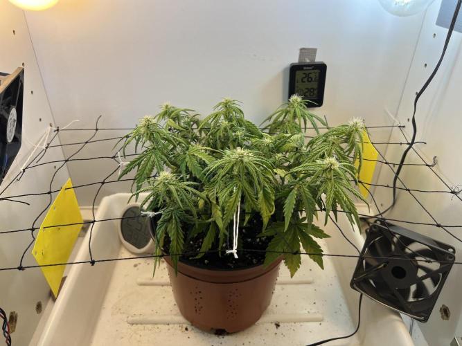 Sus SeedSupplier Test Wild Thai Auto. Week 6