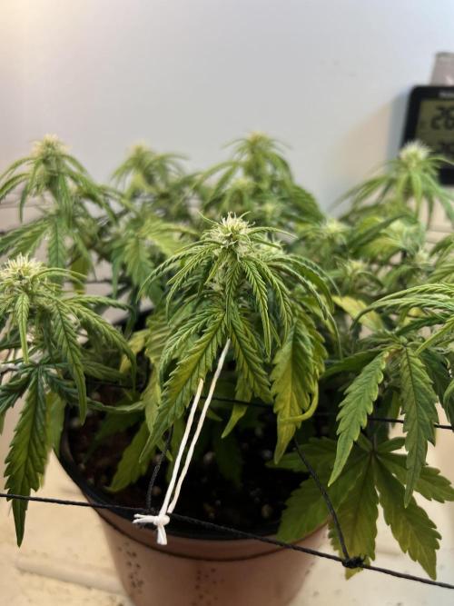 Sus SeedSupplier Test Wild Thai Auto. Week 6