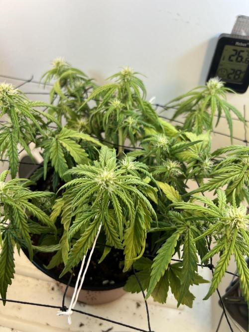 Sus SeedSupplier Test Wild Thai Auto. Week 6