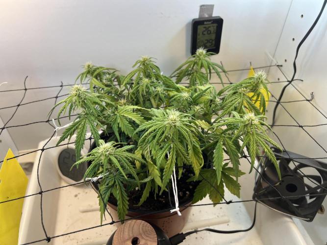 Sus SeedSupplier Test Wild Thai Auto. Week 6