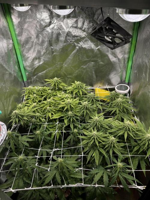 Speedy Chile Mini PC Grow. Week 8