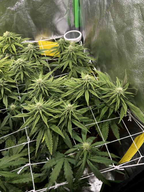 Speedy Chile Mini PC Grow. Week 8