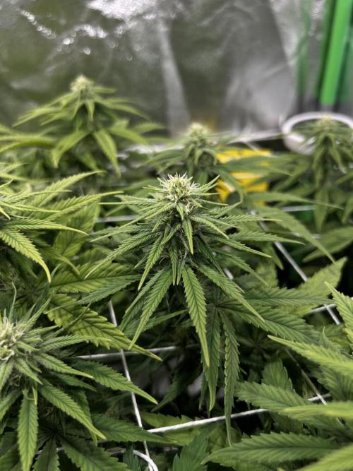 Speedy Chile Mini PC Grow. Week 8