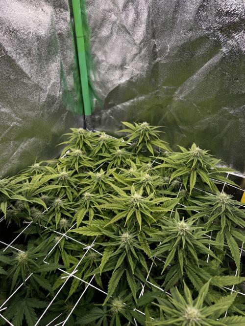 Speedy Chile Mini PC Grow. Week 8