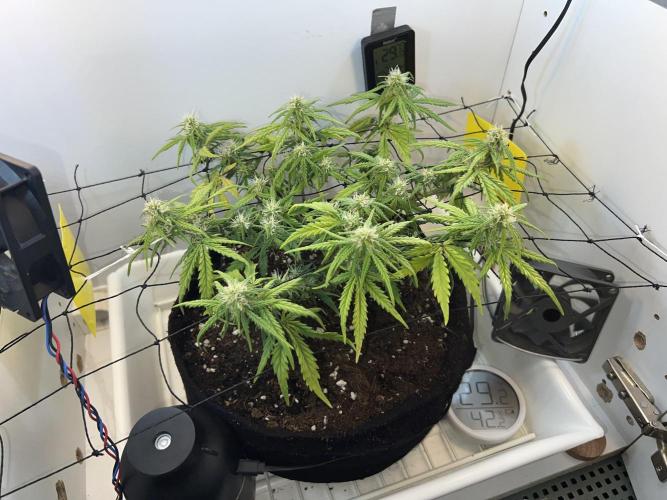 Sus SeedSupplier Test Wild Thai Auto. Week 7