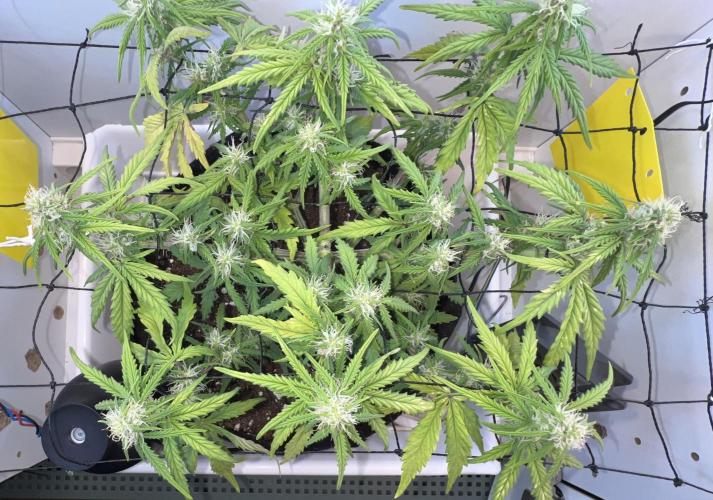 Sus SeedSupplier Test Wild Thai Auto. Week 7