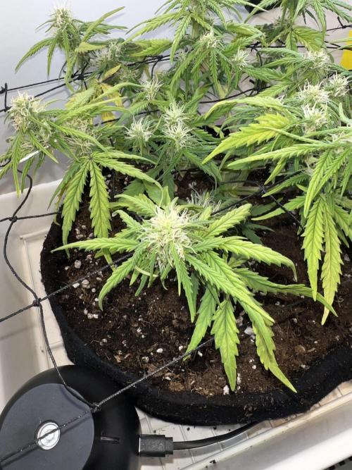 Sus SeedSupplier Test Wild Thai Auto. Week 7