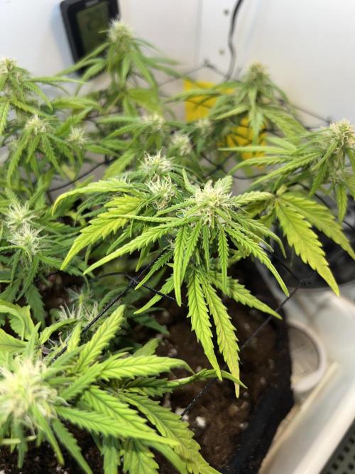 Sus SeedSupplier Test Wild Thai Auto. Week 7