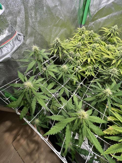 Sus SeedSupplier Test Wild Thai Auto. Week 7