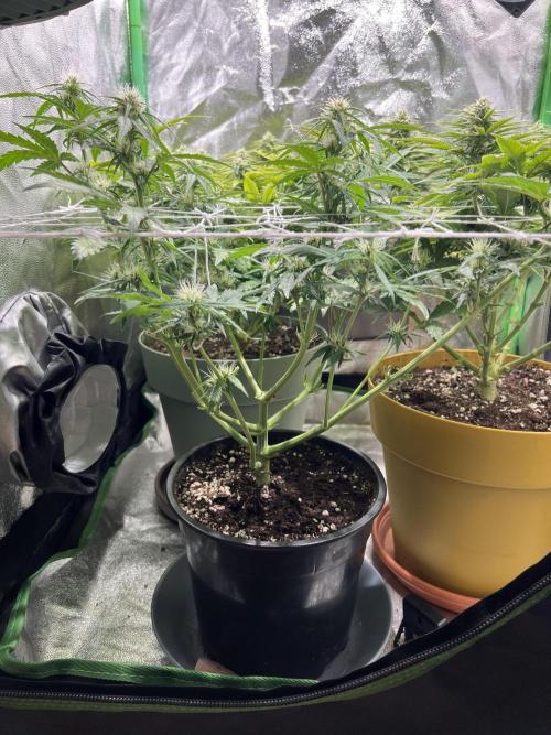 Sus SeedSupplier Test Wild Thai Auto. Week 7