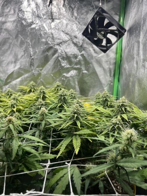 Speedy Chile Mini PC Grow. Week 9