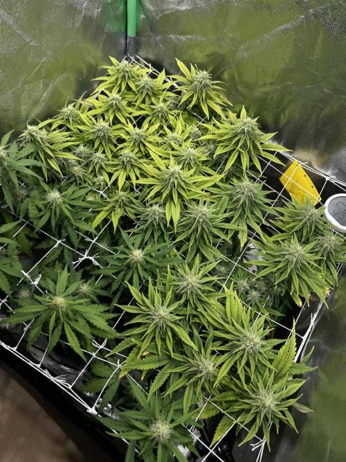 Speedy Chile Mini PC Grow. Week 9